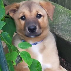 【ロール】野良犬の子犬里親募集!