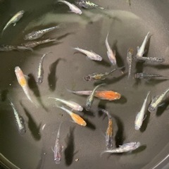 メダカ  20匹 三色ラメ体外光