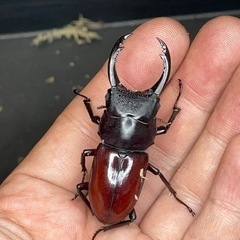 アローコクワガタ原名亜種WF1 ♂♀♀トリオ