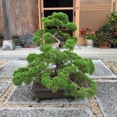 盆栽買います