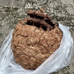 ハチ駆除🐝致します　熊本