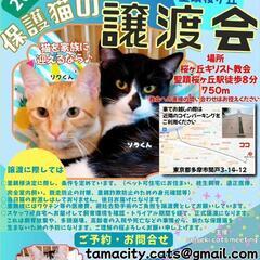 【9月16日(土)】猫の譲渡会参加 in 多摩市聖蹟桜ヶ丘
