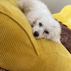 トイプードル6歳の白　里親募集 - 犬