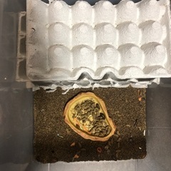 デュビア