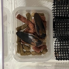 デュビア　雄雌ミックス　50匹程度　