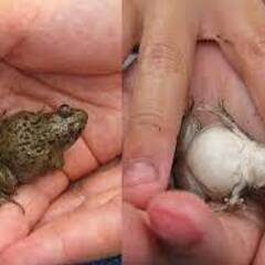 【宮崎県】カエルを採取していただき、送っていただくお仕事です🐸の画像