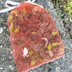【宮崎県】カエルを採取していただき、送っていただくお仕事です🐸の画像