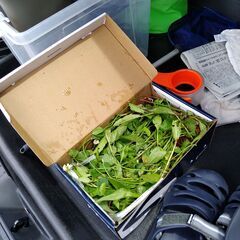 【宮崎県】カエルを採取していただき、送っていただくお仕事です🐸の画像