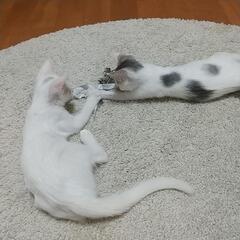 里親募集終了