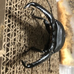 パラワンオオヒラタクワガタ 102mm up ペア 交尾済 即産卵セットへGOの画像