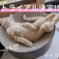 【 里親募集  一旦停止中 】タイガーくんはトライアルに向けて...