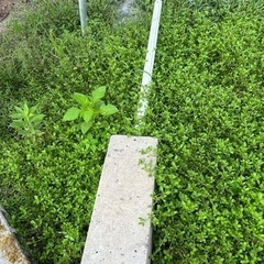 中古フェンス(白)の画像