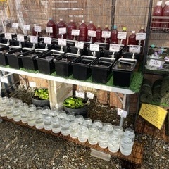 【凪メダカ】めだか