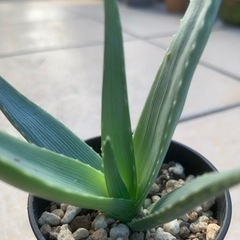 アロエ イビテンシスの画像