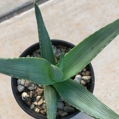 アロエ イビテンシスの画像