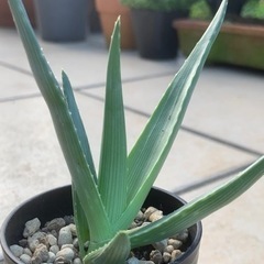 アロエ イビテンシスの画像