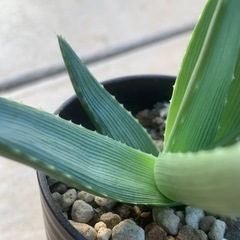 アロエ イビテンシスの画像