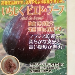 フランス原産イチジク大苗鉢植え【ピエドブーフ】の画像