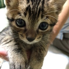 とても可愛いキジトラの男の子です