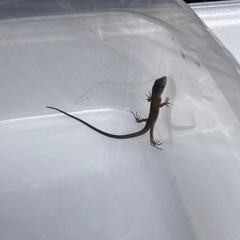 カナヘビの子ども