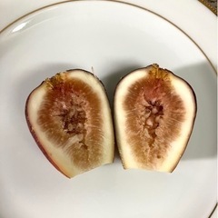 フランス原産イチジク大苗鉢植え【ピエドブーフ】の画像