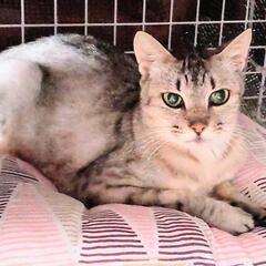 アメショー風？美猫さんです。