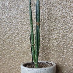★ただいま交渉中★　【多肉植物】　スミエボシ　ウチワサボテン　大き目　45cmほどの画像