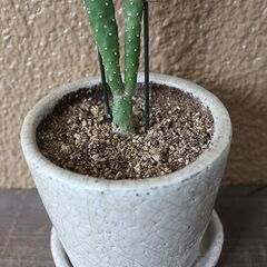 ★ただいま交渉中★　【多肉植物】　スミエボシ　ウチワサボテン　大き目　45cmほどの画像