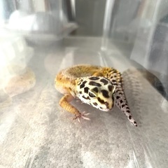 レオパ(ハイポタンジェリン)メス推定6歳　お譲りします。