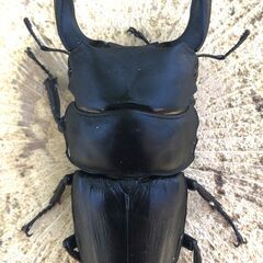 マツノ久留米オオクワガタ 新成虫♂2頭