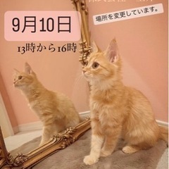 🌺🐈🐈‍⬛猫の譲渡会をします🐈‍⬛🐈🌺