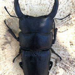 マツノ久留米オオクワガタ 新成虫♂2頭の画像