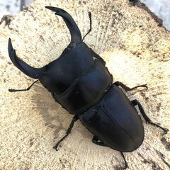 マツノ久留米オオクワガタ 新成虫♂2頭の画像