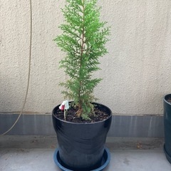 🌲クリスマスツリー🌲