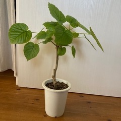 (決まりました)観葉植物　ウンベラータの画像