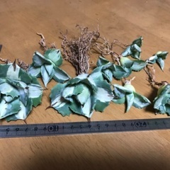 アガベ　王妃雷神錦　セット①
