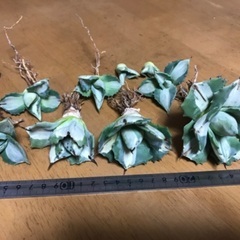 アガベ　王妃雷神錦　セット②