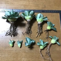 アガベ　王妃雷神錦　セット②の画像