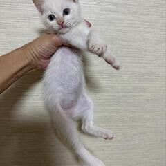 保護猫を迎えよう‼️5-16ちゃん♀️生後２ヶ月