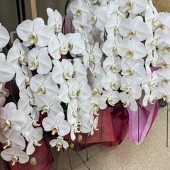 胡蝶蘭