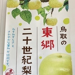 二十世紀梨　東郷梨　訳あり　10kg箱いっぱい
