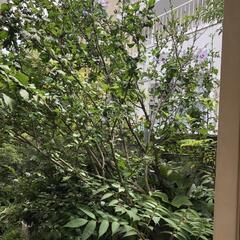 芙蓉　植木　再掲載の画像