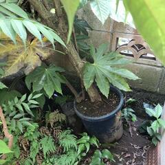 芙蓉　植木　再掲載の画像