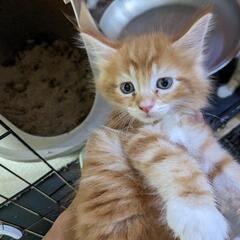 メインクーン、スコの子猫たち【ワクチン接種終わりました】