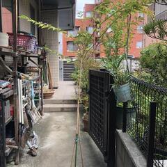 紫式部　植木　植木鉢　の画像