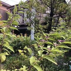 紫式部　植木　植木鉢　の画像