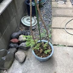 紫式部　植木　植木鉢　の画像