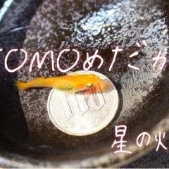 ✨️星の煌ワンペ売り✨️の画像