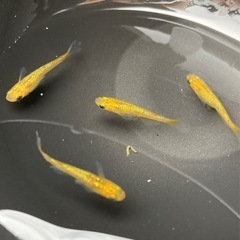 【写真現物】レクリスめだかメダカ若魚2ペア
