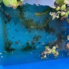 メダカ　幼魚の画像